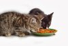 2 kittens eating dry cat food Oct 06(1).jpg