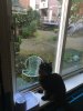 Klook kitchen windowsill looking at birdfeeder with great tit.jpg