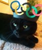 cat with olympics rings.jpg