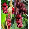 red-banana-plant-500x500.jpg