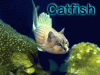 catfish-qkkhailey.gif